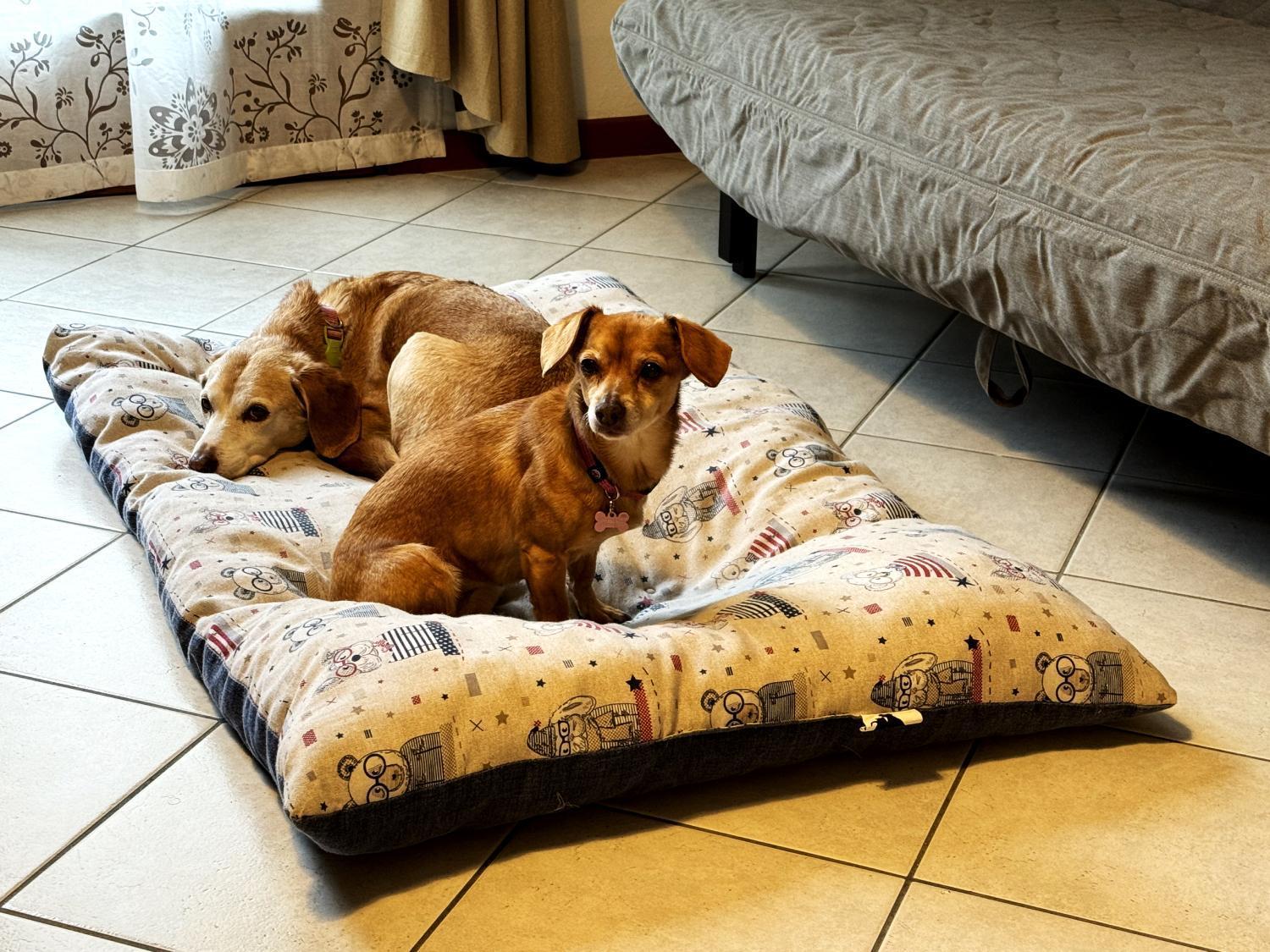 Jeemma Apartman Galliera Veneta Kültér fotó